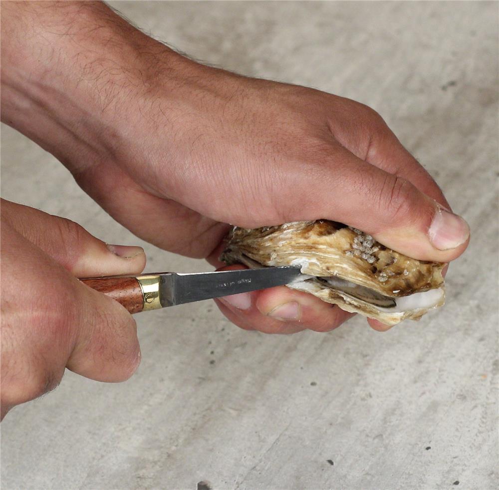 Lancette à huîtres sans garde manche palissandre 16 cm